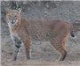  A bobcat spotted in the Merrimack Valley