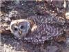 A Barred Owl Photographed in Methuen