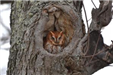 Red Screech Owls