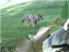 Coyote Pup From the Forest Street Area in Methuen